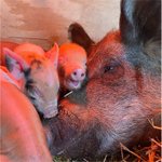 Photo by Pig of the Day 🐷 (@Pigofthe)