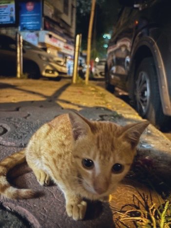 elon_muska_pao's tweet photo. For all the cats that I could never take home, I hope you know i love you https://t.co/CKapqx6EV7