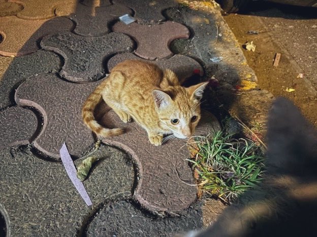 elon_muska_pao's tweet photo. For all the cats that I could never take home, I hope you know i love you https://t.co/CKapqx6EV7
