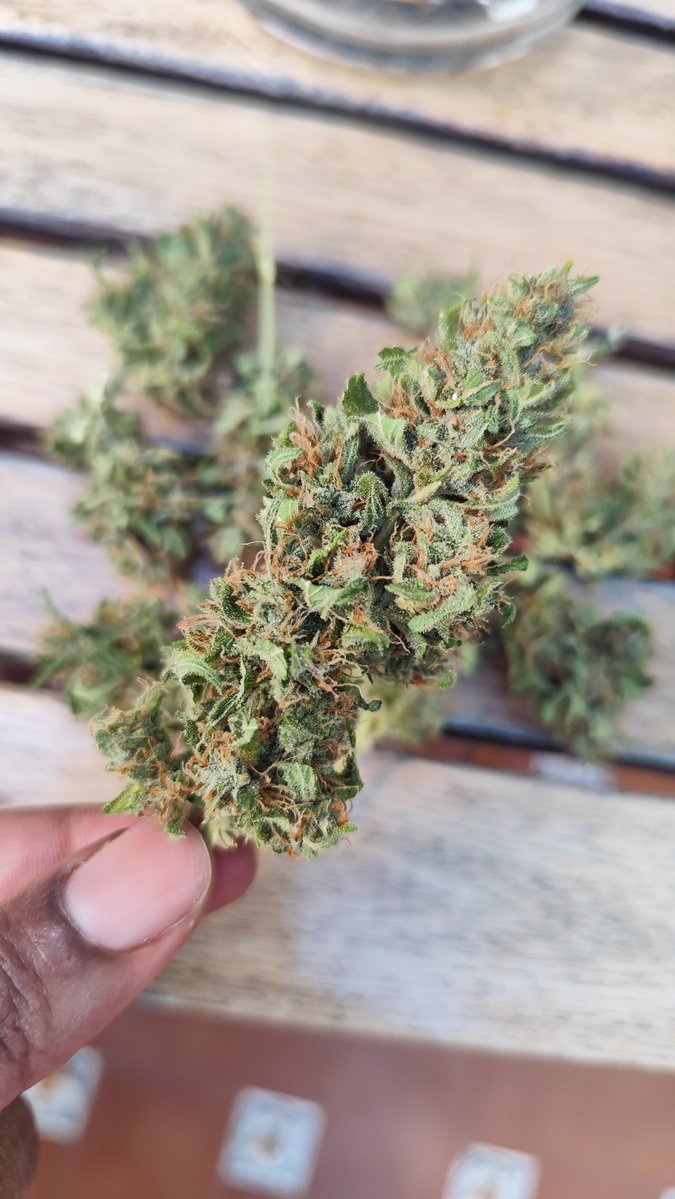 PamperKayxo's tweet photo. Our Airbnb neighbour gave me a bunch of loud that he grew before heading out today. I gave him a kiss on the cheek and he got so red and flustered (I low-key knew he would🤭) https://t.co/Pv4qQKVTxM