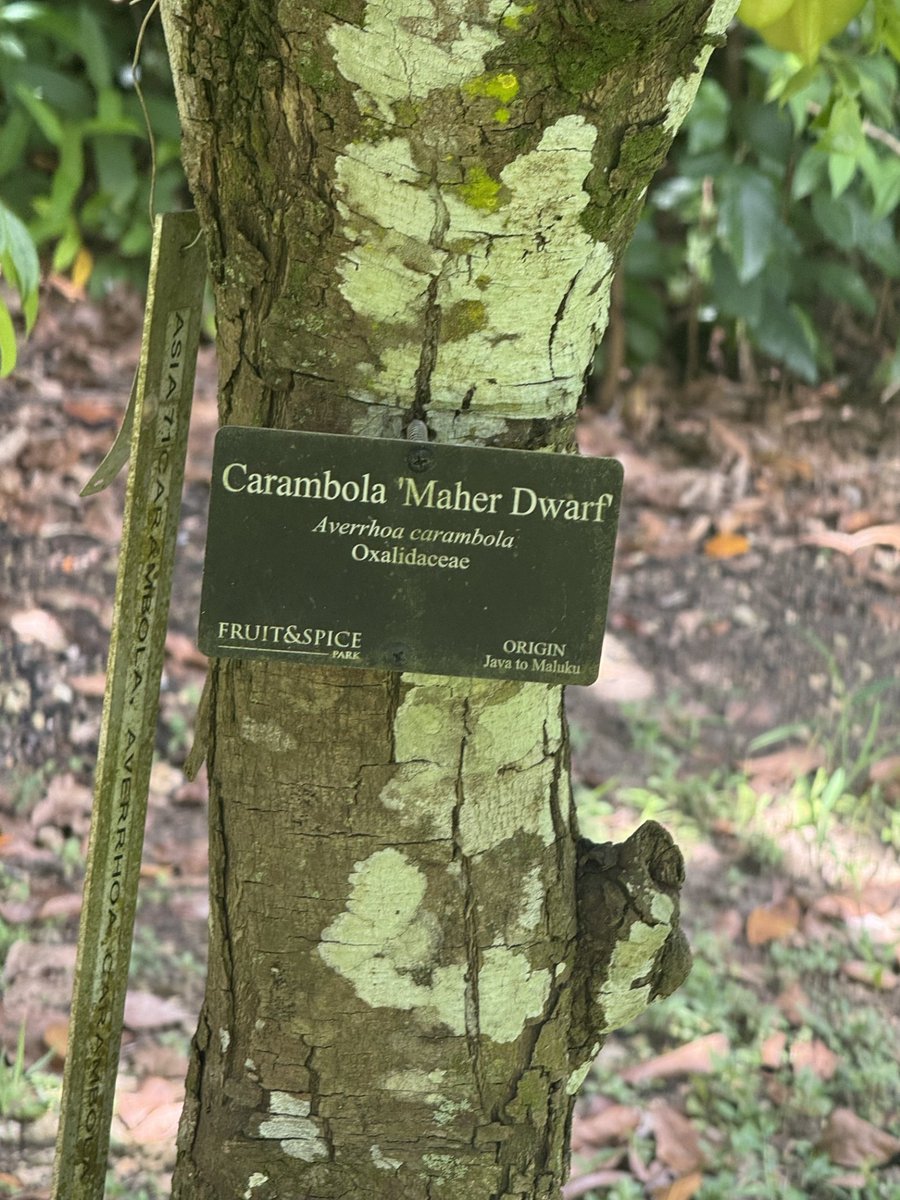 fruitnspice's tweet photo. 🌟 Averrhoa carambola ‘Maher Dwarf’ (Maher Dwarf Star Fruit) is a compact tropical fruit tree whose fragrant flowers attract bees and other pollinators, while its fruit supports local wildlife. It highlights how productive tropical plants can enhance🐝
Photo credit: Gonzalo Baeza https://t.co/j2FMJdaI2V