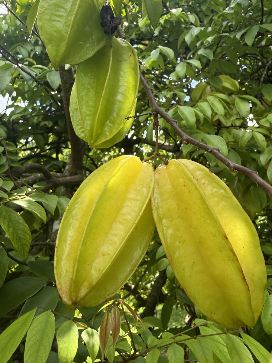 fruitnspice's tweet photo. 🌟 Averrhoa carambola ‘Maher Dwarf’ (Maher Dwarf Star Fruit) is a compact tropical fruit tree whose fragrant flowers attract bees and other pollinators, while its fruit supports local wildlife. It highlights how productive tropical plants can enhance🐝
Photo credit: Gonzalo Baeza https://t.co/j2FMJdaI2V