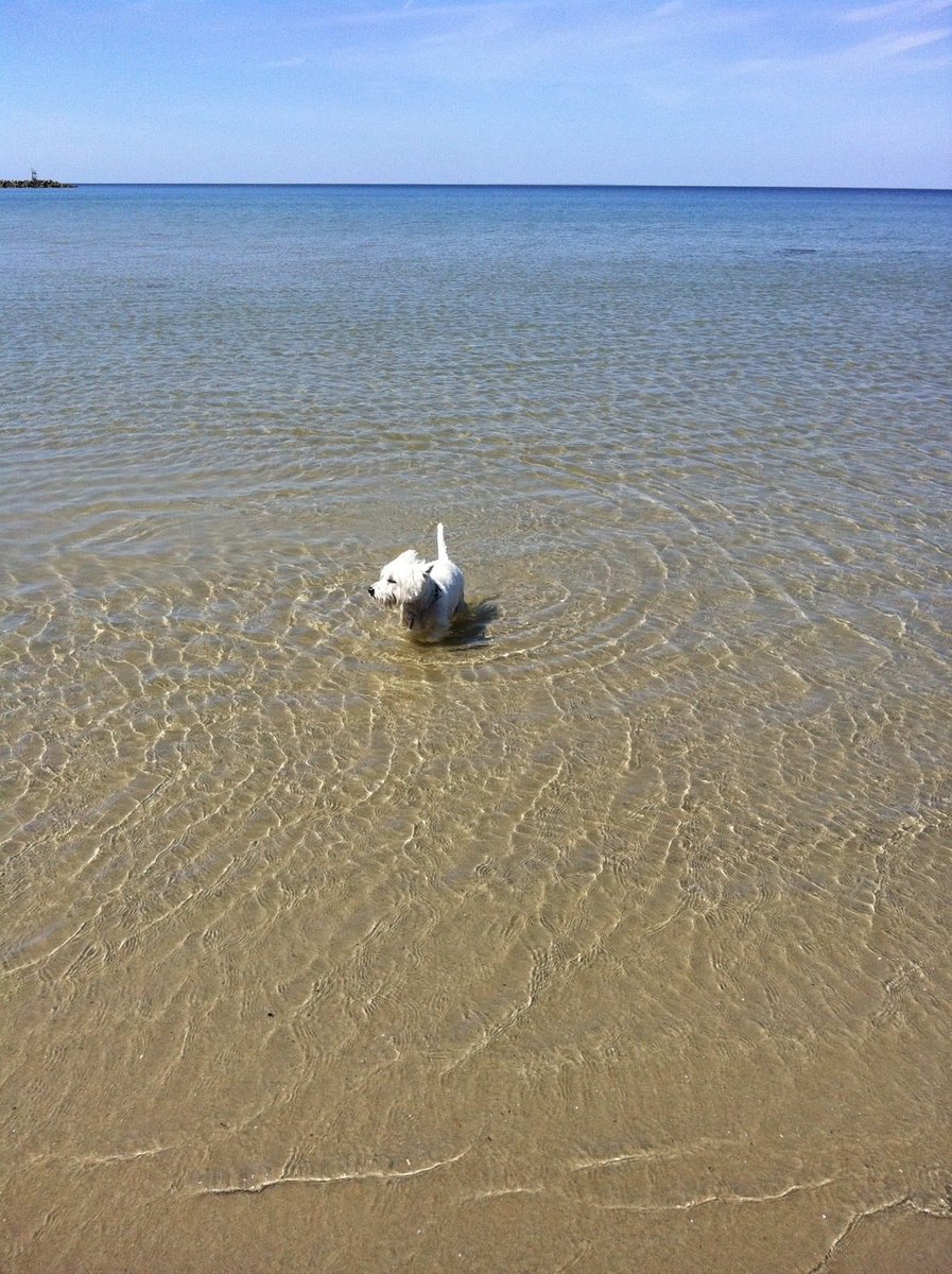 stardogkrypto's tweet photo. Beach day with Kara https://t.co/SAOfyemEK1