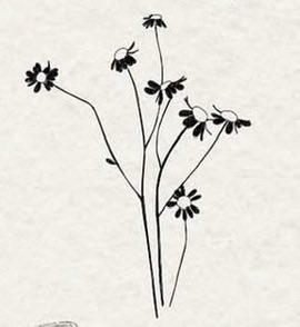 s0sunshine's tweet photo. i can't stop thinking about getting an ariana tattoo ∞ ☼｡𖦹 ° . ⋆♡ https://t.co/Ll2S9SzjAr