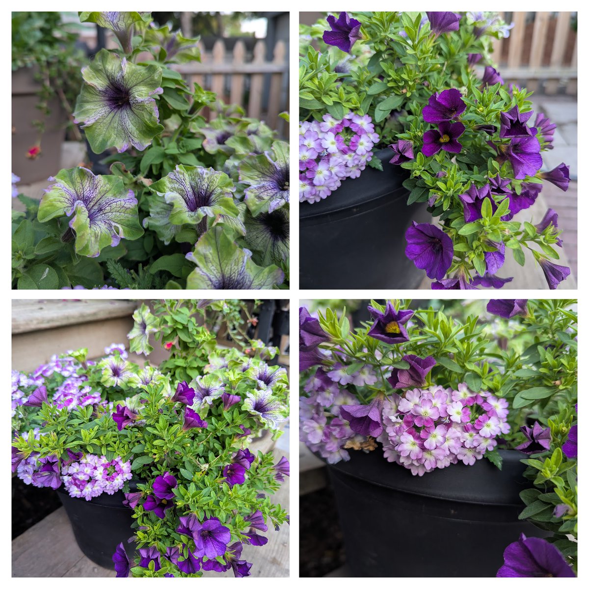 DimartileLeslie's tweet photo. 5 Big Advantages of Purchasing Annuals Online - Bulb Blog | Gardening Tips and Tricks | Learn Planting Techniques | Bulbs and Perennial Information https://t.co/KpfZ6UP0T1 https://t.co/Vrvqg9NBh4