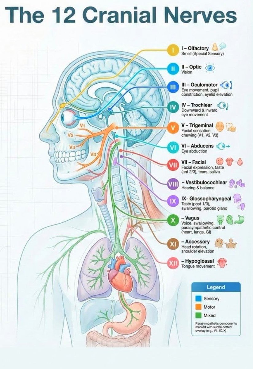 krystallineaura's tweet photo. Your cranial nerves are attuning to higher frequencies. The vagus nerve is what caused dizziness or nausea. Stretching this area of the neck is helpful. Peppermint oil behind the ears is too helpful. Your glands are also attuning the surge of light on your biology. Ear sensations, vivid dreams, mandela effects, sore throat neck or spine. Your spiritual extrasensory abilities are increasing. Allow space to to heal, attune and recalibrate as the speed of light is increasing within the subatomic particles of your atoms. The planet's core is activating bringing power glitches, volcanoes and quakes. The magnetic pole shift is from an acceleration of light and your biology and biorythms are connected. Grounding is essential to regulate the nervous system! Breathe in light and slow release any pressure from any area of the anatomy you need with your exhale. Be gentle with your body, but keep your spirit in empowerment or harmony of love. These energies help attune with the frequencies now. We came to be a force of light and it must be facilitated just as we see on the schumman. Let's keep it going 🤍🪽