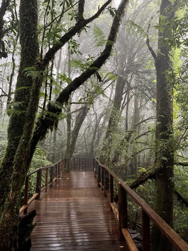 spooky_nature's tweet photo. bridge to nature 😌 https://t.co/ePYKyp44hJ