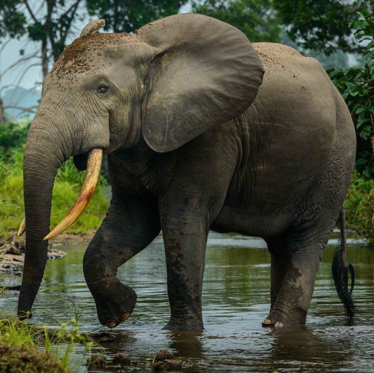 camthecowboyman's tweet photo. Really wish people would stop giving thick African Elephant skin/trunk wrinkles to prehistoric elephants. 

It’s a highly derived semi-arid adaptation that is unique to Loxodonta africana, an American Mastodon would not have had that. African Forest Elephants don’t even have it! https://t.co/jtSTtCzGtK