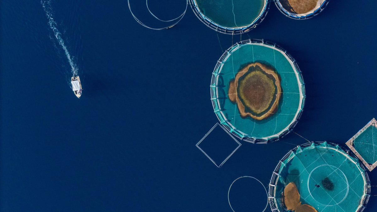 FoAorg's tweet photo. An EPA scientist was fired for raising alarms about plastic netting used in Ocean Era’s fish factory farm project--yet another reason why FoA is still fighting. 

We can’t allow the federal government to cover up agency expertise and science. 

More: https://t.co/ERWpAAArL1 https://t.co/EgcAEu84dw