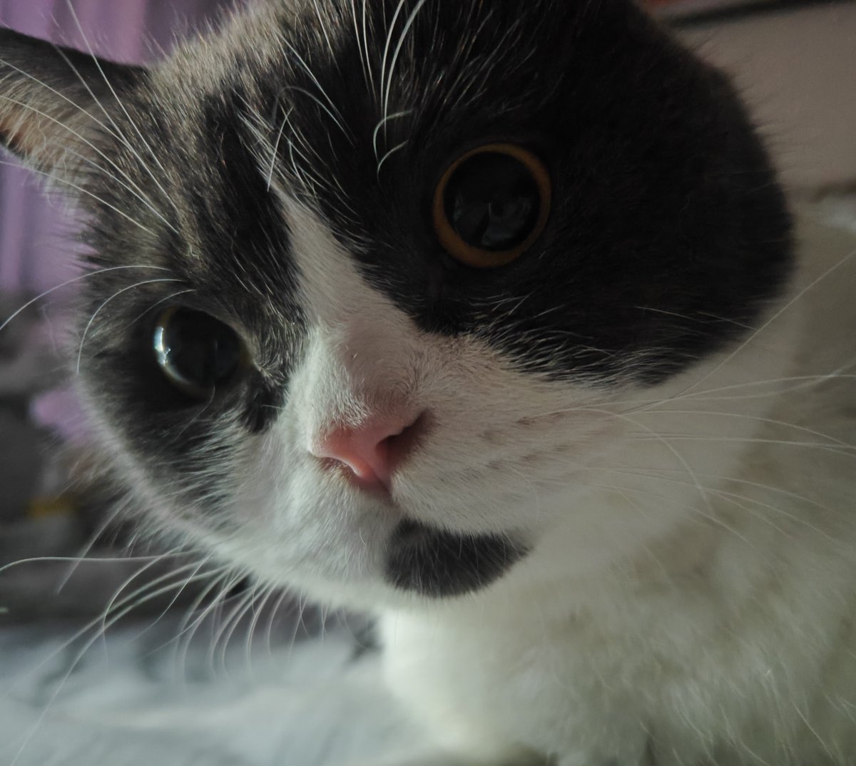 KWAIIII1's tweet photo. 好圆一颗猫 https://t.co/czd3DhSkoz