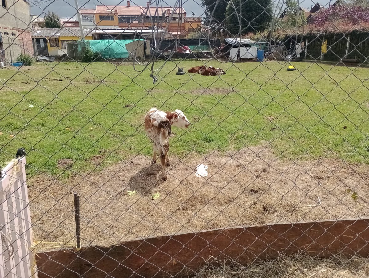manolitosalazar's tweet photo. Senadora @andreanimalidad ayúdenos por favor, recibo esta denuncia desde Chía, estos animales fueron abandonadas por sus dueños, (jóvenes sin experiencia) en la vereda Tiquiza, según me dicen  llevan meses mal alimentados estuvieron recogiendo comida y le llevaban pero parece que se cansaron y hoy sufren de inanición y llenos de moscos que los están afectando, uno de ellos no se logra levantar, sería bueno que la @AlcaldiaChia colaborara, pero aún no han hecho nada. cualquier cosa quedo pendiente.
