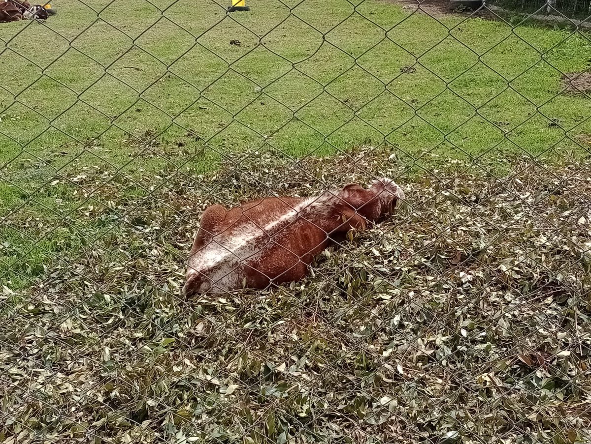 manolitosalazar's tweet photo. Senadora @andreanimalidad ayúdenos por favor, recibo esta denuncia desde Chía, estos animales fueron abandonadas por sus dueños, (jóvenes sin experiencia) en la vereda Tiquiza, según me dicen  llevan meses mal alimentados estuvieron recogiendo comida y le llevaban pero parece que se cansaron y hoy sufren de inanición y llenos de moscos que los están afectando, uno de ellos no se logra levantar, sería bueno que la @AlcaldiaChia colaborara, pero aún no han hecho nada. cualquier cosa quedo pendiente.
