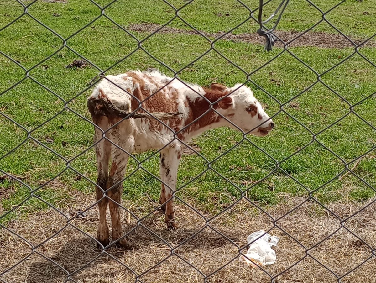 manolitosalazar's tweet photo. Senadora @andreanimalidad ayúdenos por favor, recibo esta denuncia desde Chía, estos animales fueron abandonadas por sus dueños, (jóvenes sin experiencia) en la vereda Tiquiza, según me dicen  llevan meses mal alimentados estuvieron recogiendo comida y le llevaban pero parece que se cansaron y hoy sufren de inanición y llenos de moscos que los están afectando, uno de ellos no se logra levantar, sería bueno que la @AlcaldiaChia colaborara, pero aún no han hecho nada. cualquier cosa quedo pendiente.