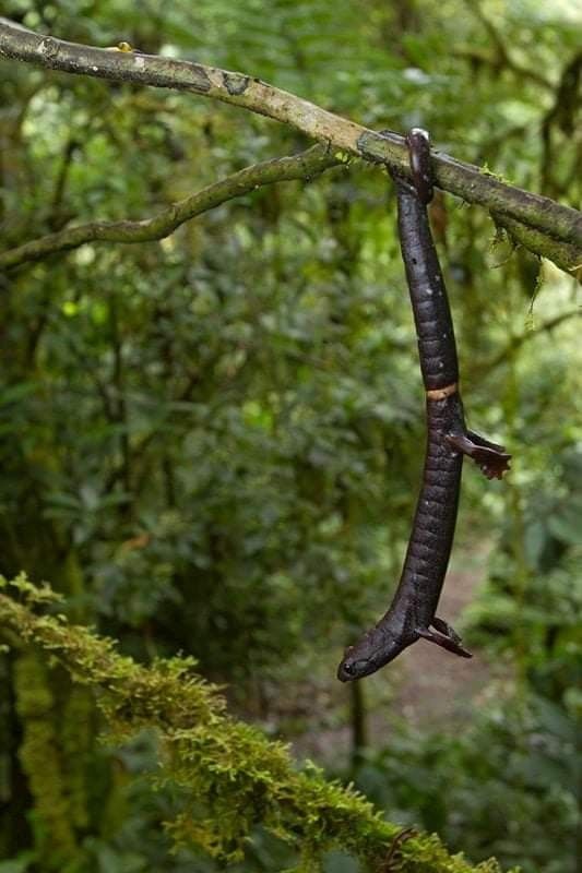 natural77384672's tweet photo. Ring-tailed Salamander (Bolitoglossa robusta), a large, arboreal species native to Costa Rica. It has the unique ability to use its prehensile tail to hang from branches, a rare trait among salamanders. As a member of the Plethodontidae family, it is a lungless salamander that breathes entirely through its skin