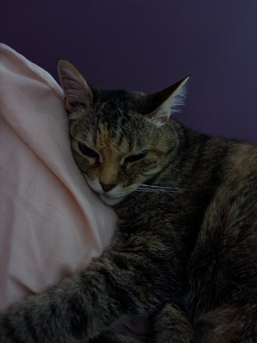 funghoul_97's tweet photo. @Bi_bloo_ quase que a gente tem a msm gata https://t.co/R29ipdUPDR