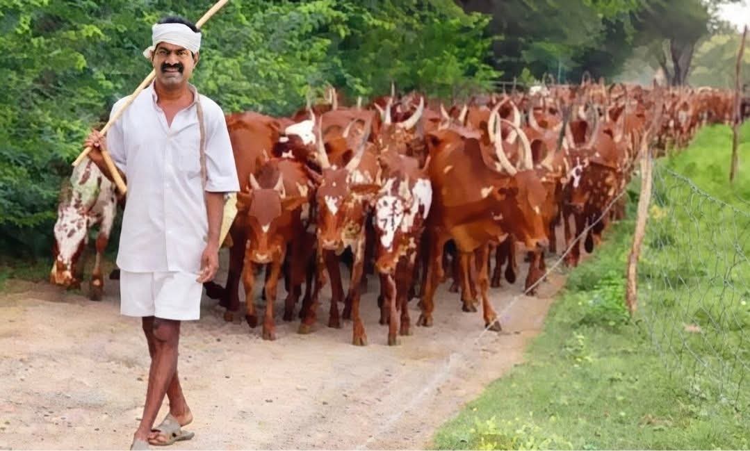 iyer00707's tweet photo. சீமான் விரும்பியது போலவே மாடு மேய்க்க உதவி செய்திருக்காங்க மக்கள் 

தயவு செய்து நம்ம முதலமைச்சர் சீமானுக்கு மாடு மேய்த்தலை அரசாங்க வேலையாக கொடுக்க முன் வரவேண்டும் https://t.co/jsOBd2sNcN