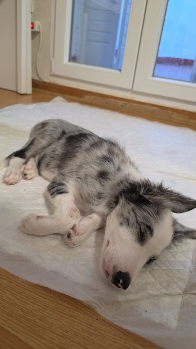 CallaquenoveoYT's tweet photo. Me avergüenza esto pero necesitamos ayuda para salvar a Arato. Es el perrito de mi hermano, se nos acaban los recursos y las pruebas e ingresos están siendo muy caros.

Si puedes ayudar aunque sea compartiendo, lo agradecemos. Voy a subir facturas de todo

https://t.co/4VJZF5xrgF https://t.co/WhWhJGD9OD