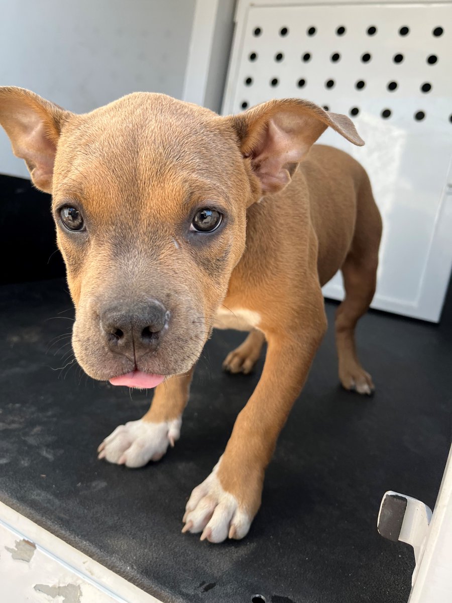 SP_Police's tweet photo. #SantaPaula do you know who I belong to? I was found between Santa Barbara Street and Dean Drive. If you know whose I am, please call our non-emergency line, (805) 525-4474. https://t.co/0mE24k4hMF