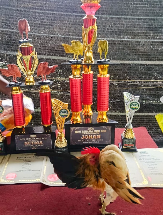 FourIP4's tweet photo. This rooster is going viral for winning so many beauty competition, so memeable cockycock https://t.co/GsFAYYr4P8