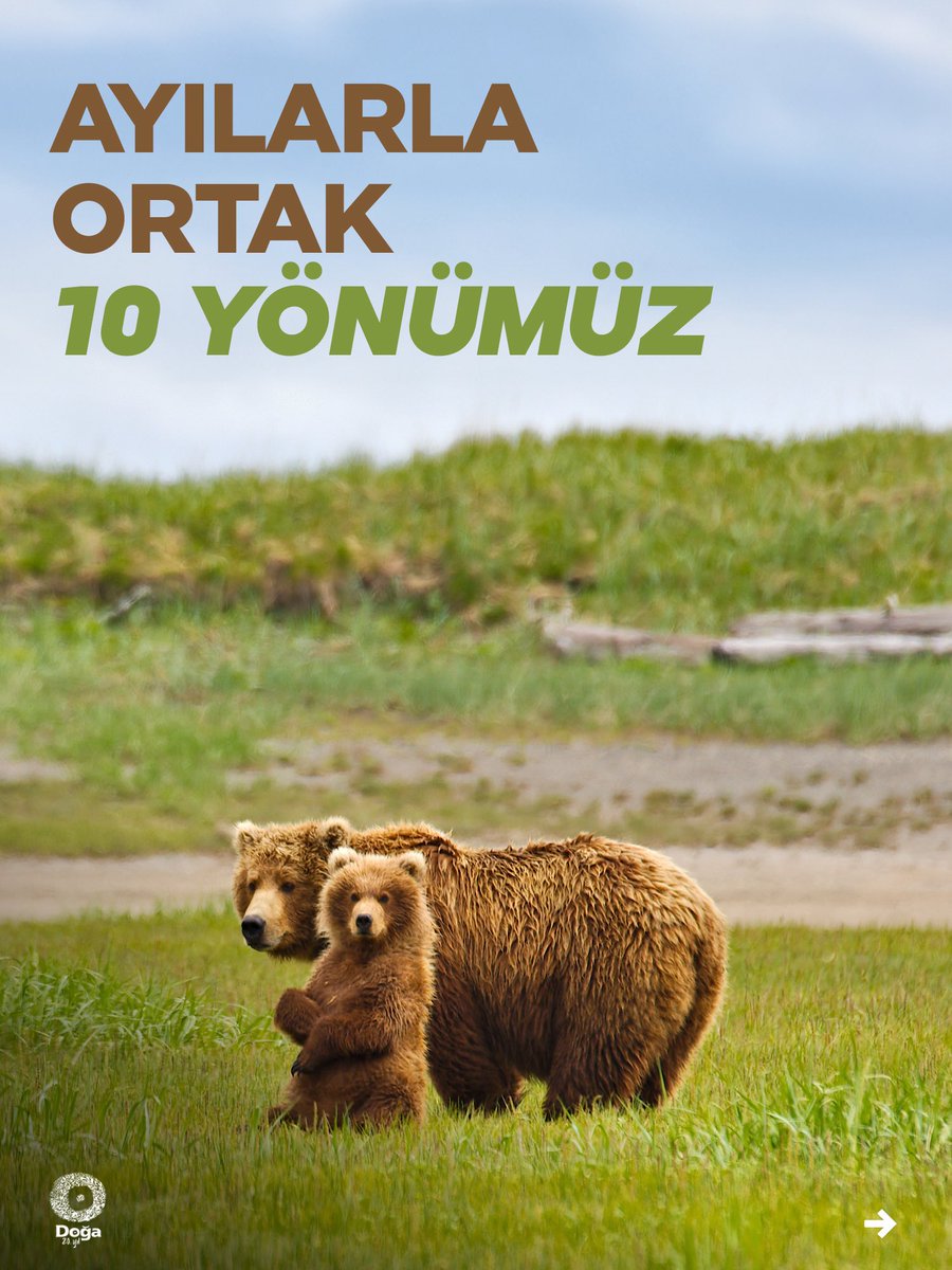 DogaDernegi's tweet photo. Ayı, dünya genelinde geniş dağılım gösteren ancak Akdeniz ölçeğinde nesli tehlike altında olan türlerden biri. Dünya nüfusunun 110 bin birey olduğu, Türkiye’de ise 3400-4000 bireyin yaşadığı tahmin ediliyor.

Ayıların bu coğrafyada var olması, Anadolu doğasının zenginliğini ve yaban hayatının çeşitliliğini gösteriyor. Her tür gibi onlar da biyoçeşitliliğin ve hepimizi birbirine bağlayan yaşam ağının bir parçası.

Ortak yönlerimizi fark etmek, aynı coğrafyayı paylaştığımızı ve birlikte yaşama sorumluluğumuzu hatırlamamız açısından önemli.

Merak edenler için ayılarla 10 ortak yönümüzü sizler için sıraladık.

#Ekosistem #Ayı #Bozayı #Karadeniz #Ege