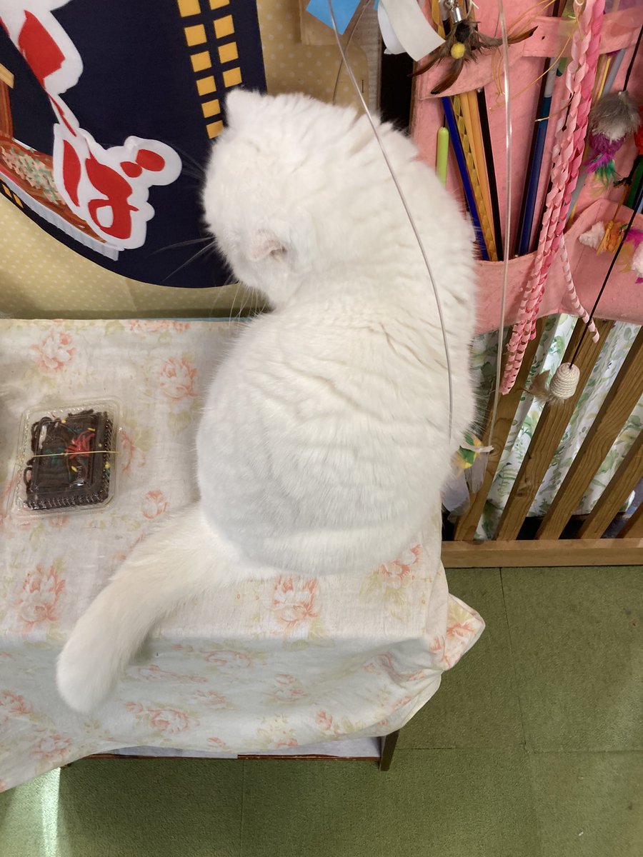 tomcat222hbt's tweet photo. #ねこカフェ　#猫八　#八戸市
＃猫　＃CAT #キャットホテル　＃ネコ https://t.co/iKXVbq9XbX