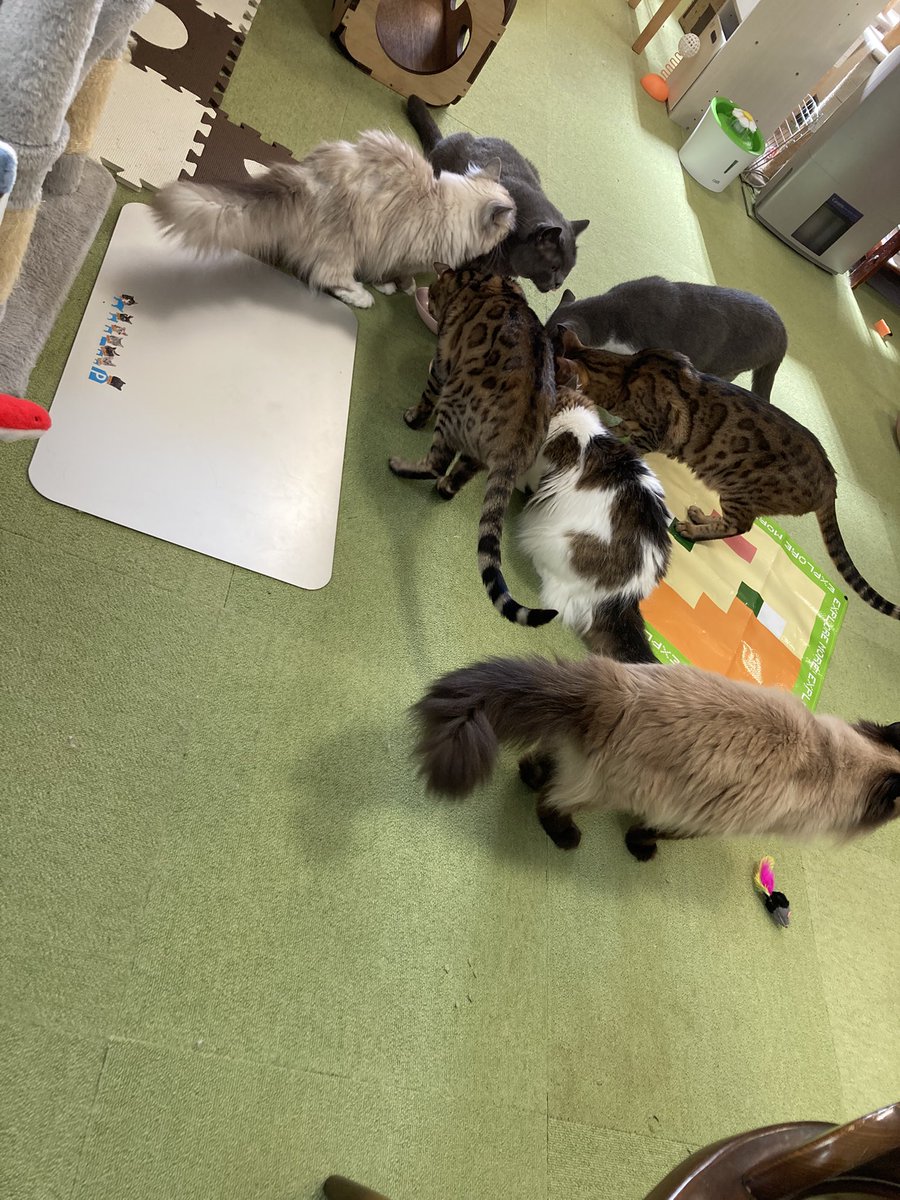 tomcat222hbt's tweet photo. #ねこカフェ　#猫八　#八戸市
＃猫　＃CAT #キャットホテル　＃ネコ https://t.co/iKXVbq9XbX