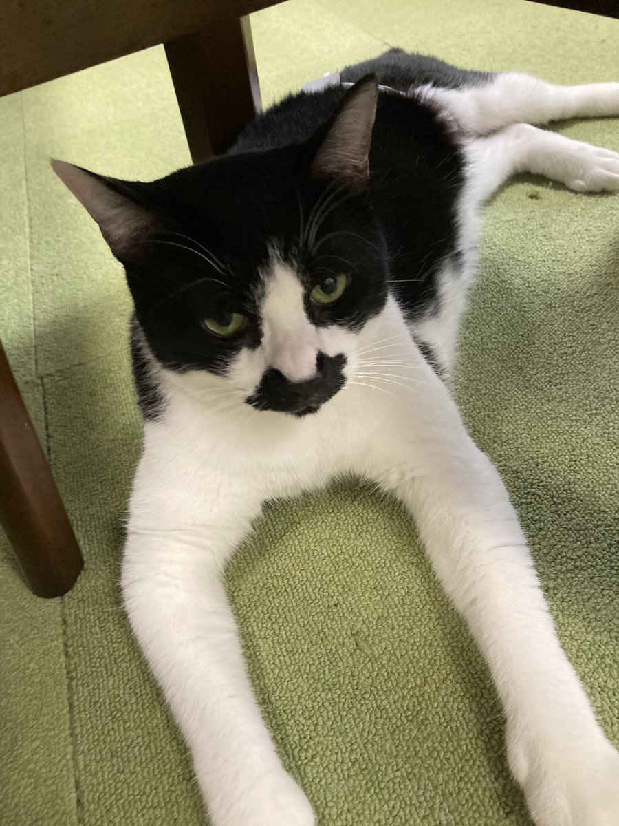tomcat222hbt's tweet photo. #ねこカフェ　#猫八　#八戸市
＃猫　＃CAT #キャットホテル　＃ネコ https://t.co/iKXVbq9XbX