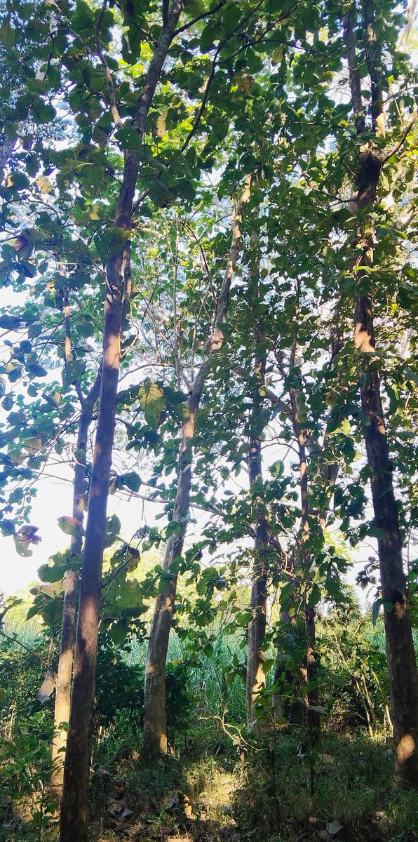 TereasaCapbe's tweet photo. there is a certain weight to the silence when the world decides to simply be. it feels like a heavy, soft, and honest pause. 🌿 https://t.co/tilVrl10S0