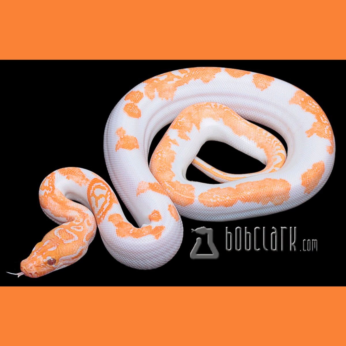 LivingArtReptil's tweet photo. Ha un aspetto splendido! 🙂 Albino Pied Het Granite Burmese Python (Python bivittatus). Foto: Bob Clark. #snake #python #livingart #livingartreptile #livingartreptiles #burmesepython https://t.co/oucu3SHwAe