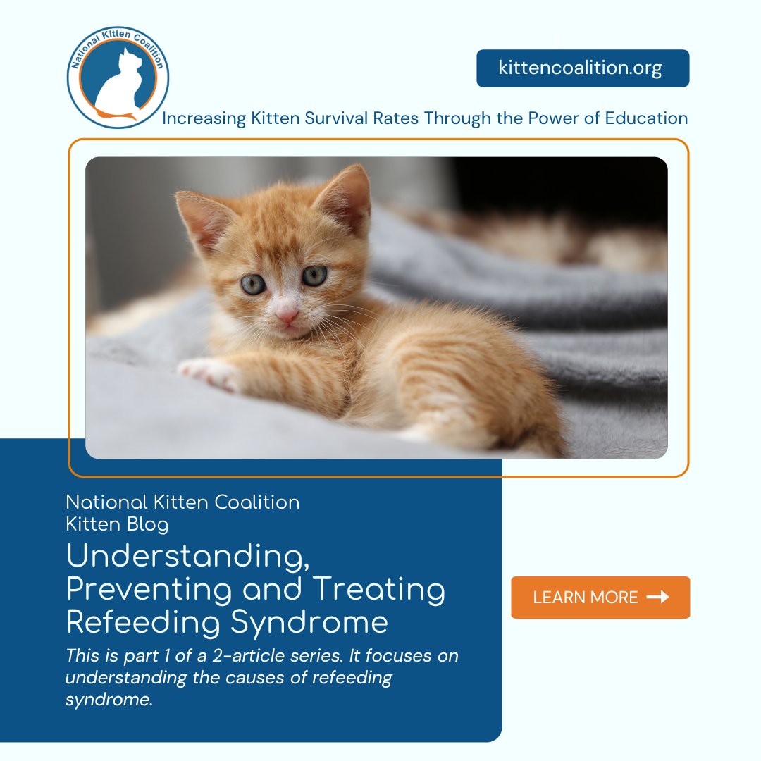 NationalKitten's tweet photo. Did you know that refeeding syndrome is a serious, but preventable, risk when feeding starved kittens too quickly. It requires a very different approach than treating standard dehydration or low blood sugar.
Learn more in our 2-part guide:https://t.co/3DsOmHbRRP
#SaveMoreKittens https://t.co/hZ1KFeqXAa