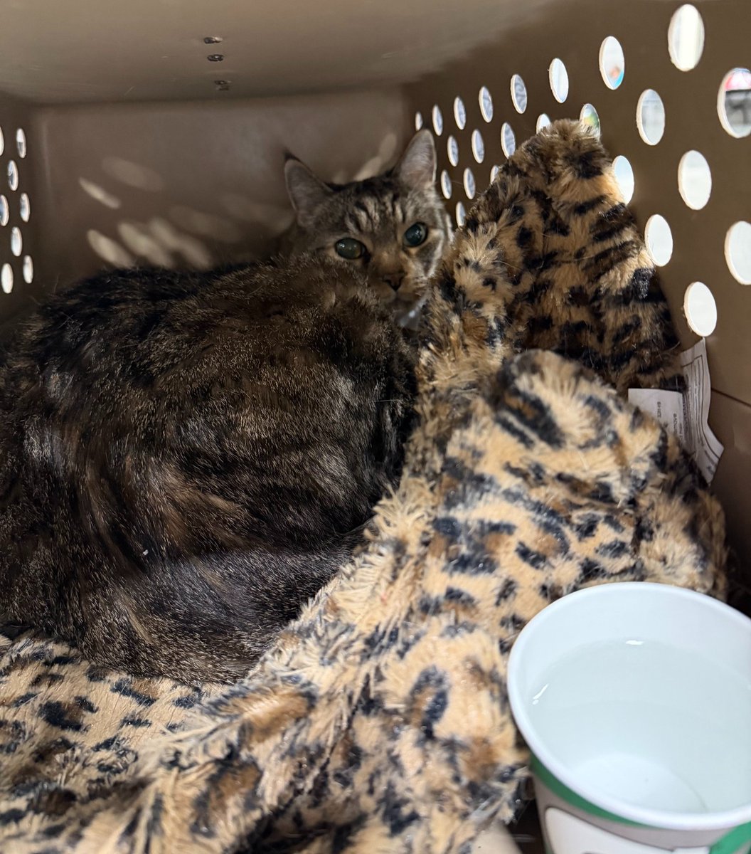 RedCross's tweet photo. “I wasn't prepared.”

When Connie Foy received an evacuation order Friday evening, she quickly left her Spokane-area home with her cat, Jethro, not knowing what she would find when she returned.

With no family nearby and no updates on her home, Connie found a safe place to stay at a Red Cross shelter. There, she received meals, comfort and a comfort kit with essentials like a toothbrush and face wash.

“You all have been angels,” Connie said. “I didn't know how badly I needed to wash my face and brush my teeth until I got here.”

Stories like Connie's are unfolding across the Spokane area, where more than 65,000 people have been displaced by devastating wildfires. As Red Cross volunteers support families impacted by the Spokane-area wildfires, disaster teams are also responding to wildfires burning across the West, from Washington to Southern California. More than 40 Red Cross shelters are open, providing a safe place to stay, meals, health services and other critical support.

This work is only possible because of compassionate supporters like you. Help us continue providing relief and hope to people affected by disasters big and small by supporting Red Cross Disaster Relief. Visit https://t.co/UtP69PEK98 or text REDCROSS to 90999 to donate. Every gift makes a difference. ❤️