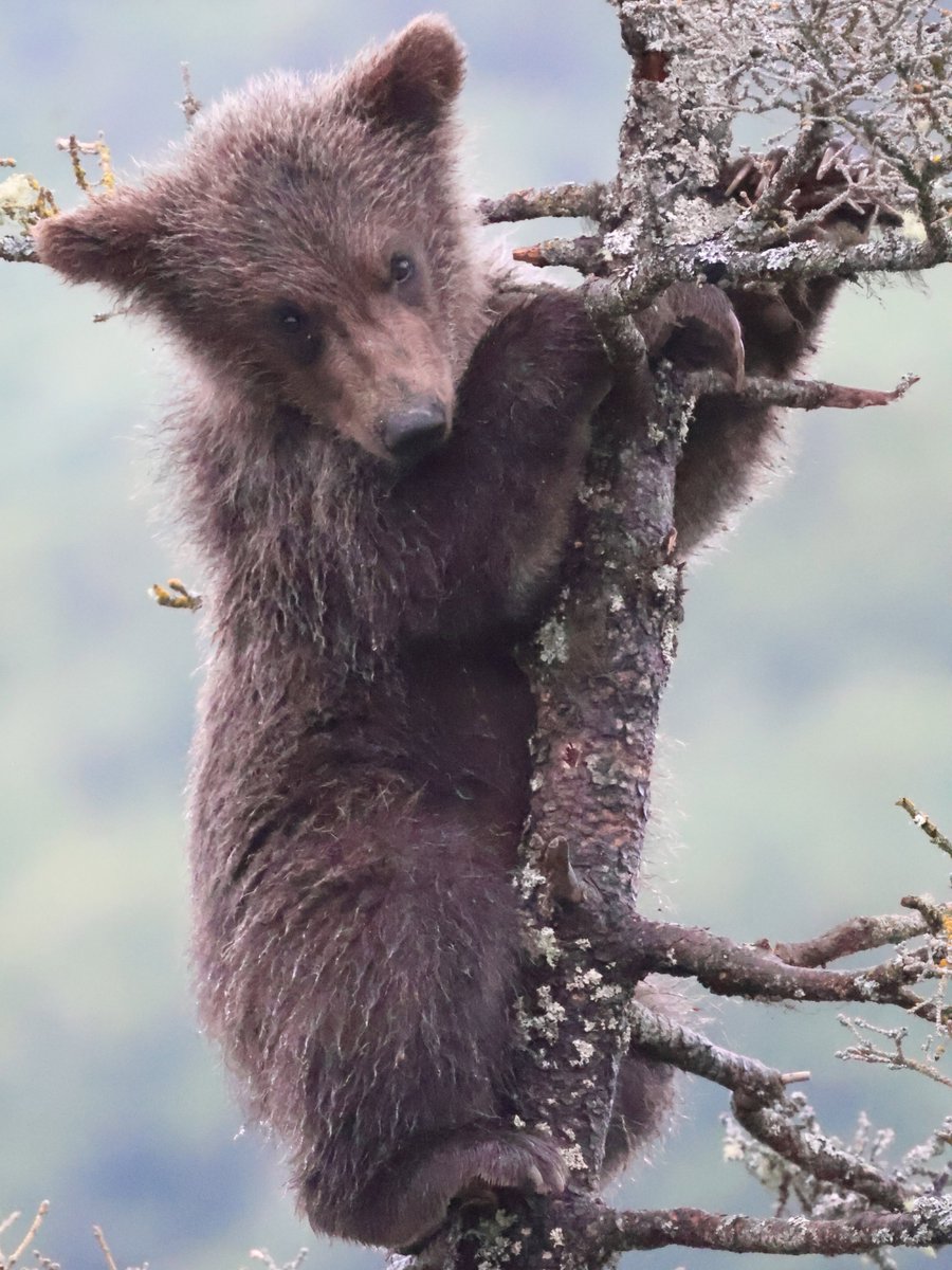 UISLearningHub's tweet photo. The Bears of Katmai spend their entire summer catching and eating salmon to prepare for winter hibernation. Be like a bear and allow for proper preparation throughout your semester to ensure you're successful. Use your resources such as tutoring to help you along the way. (4/5) https://t.co/MB04z0tiML