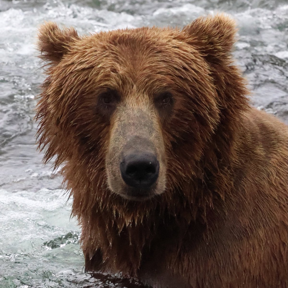 UISLearningHub's tweet photo. Want to know what successful preparation for a Fat Bear looks like? Tune in to Fat Bear Week in September to see which bear became the plumpest of them all! https://t.co/0yMPP9bWvf