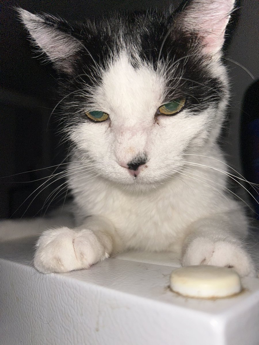 bandaidstain's tweet photo. i didnt give him any cheese now he is going to end my life https://t.co/6fNyqy98JE