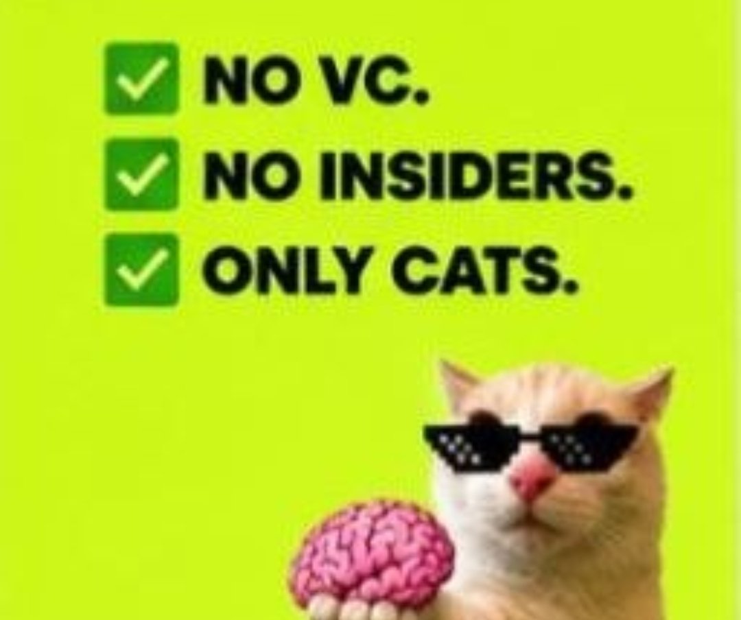 BrainerCat's tweet photo. Hey, you dropped this🧠

CA coming soon https://t.co/fKZv0saq3K