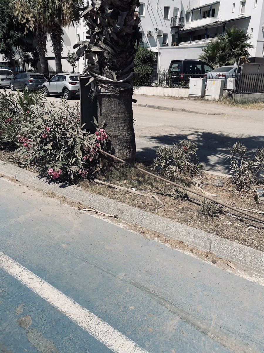 heisenbergtrx's tweet photo. Bodrum Belediyesi, Türkiye'de ki en şaibeli belediyelerden bir tanesidir. O yüzden haklı olsun, olmasın günde 5 kere linçlenmeyi hak eder. Ben açıkçası ne yazdıklarını bile okumuyorum. Sabahlara kadar kamuoyu açıklaması yapsalar anlatamazlar. 

Bu fotoları ben çekmiştim geçen yaz. Turgutreis marinanın orası. Hergün binlerce insanın yürüdüğü yerlerde elektrik kabloları yerlerde böyleydi yazın ortasında. 

Her yeri rezillik içinde Bodrum'un.

Kamu yollarına güvenlik klübesi kuran oteller
Sahildeki ruhsatsız, tapusuz yapılar
Orman arazilerine otellerin taşması vs.. vs.. 

Ne ararsanız var. Daha geçen gün Hapimag Seagarden rezaletini yazdım işte. 

Ama siz imarlı arsanıza ev yapmak isteyin, bakın bakalım yapabilionz mu birilerine para yedirmeden. 

Bu düzen nasıl değişir onu da bilmiyorum açıkçası. Çok acaip bir liyakat problemi var. Bodrum'da bunların tavan yaptığı yerlerden bir tanesi.