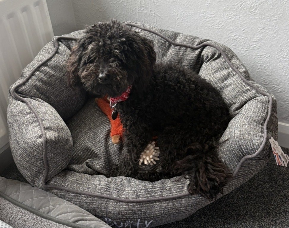 millypod1's tweet photo. 🆘4 AUG 2026 #Lost Tommy #ScanMe
YOUNG #RESCUE Poodle Cross Toy Male #PUPPY
Newton On The Moor #NE65 #NewtonOnTheMoor
County #Morpeth #Northumberland
https://t.co/l5PeIa7U30 https://t.co/R8oTv1HQLI