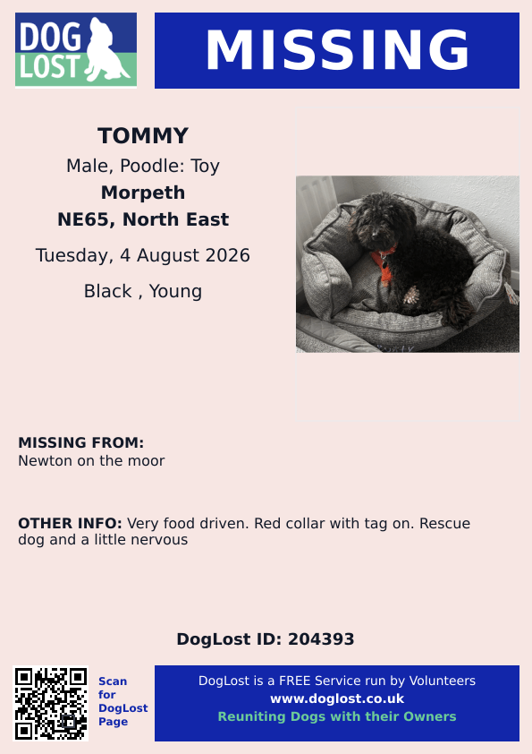 millypod1's tweet photo. 🆘4 AUG 2026 #Lost Tommy #ScanMe
YOUNG #RESCUE Poodle Cross Toy Male #PUPPY
Newton On The Moor #NE65 #NewtonOnTheMoor
County #Morpeth #Northumberland
https://t.co/l5PeIa7U30 https://t.co/R8oTv1HQLI