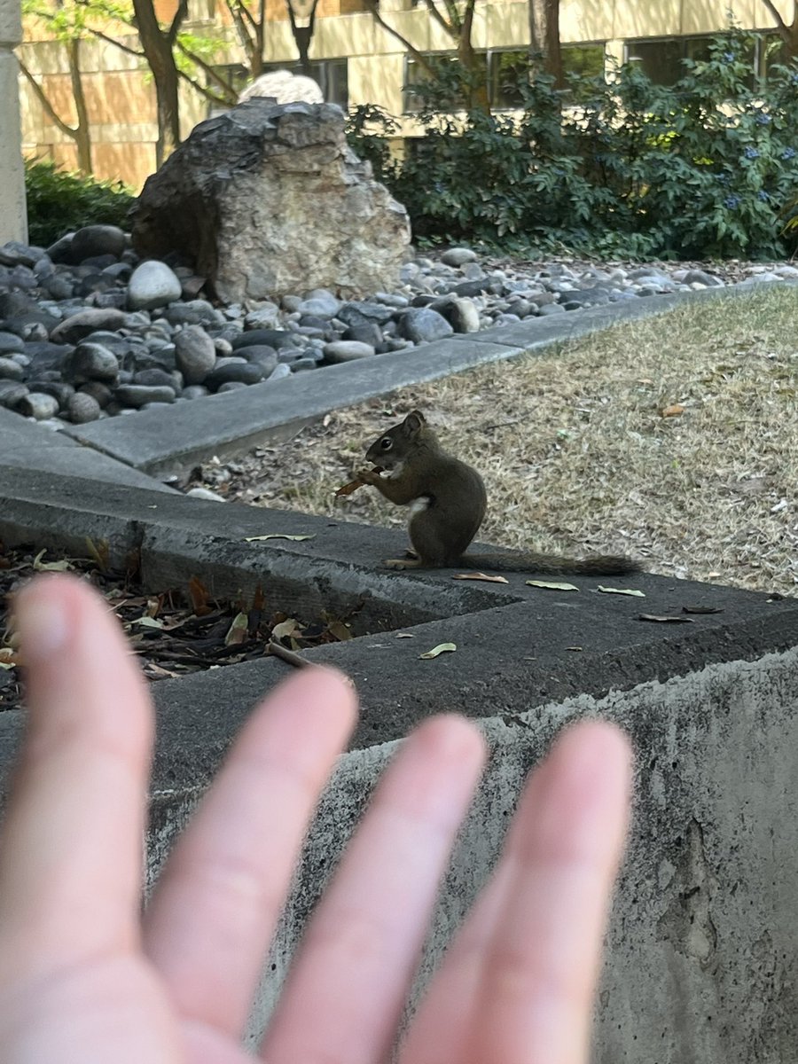 stardewism's tweet photo. 8/4 - squirrel guy !!! https://t.co/kQCaKrLfkq