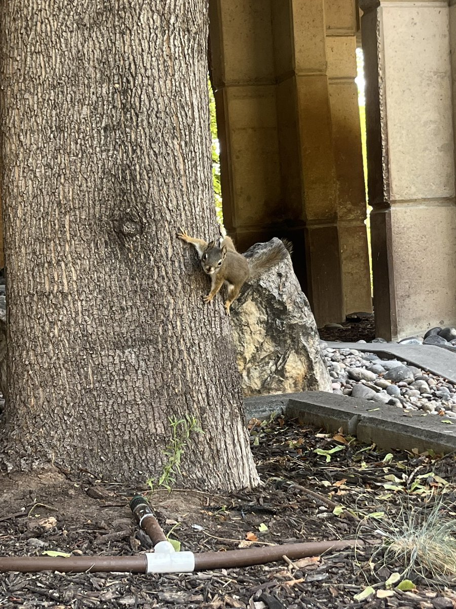 stardewism's tweet photo. 8/4 - squirrel guy !!! https://t.co/kQCaKrLfkq