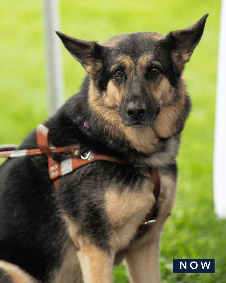 PerkinsLibrary's tweet photo. Happy #AssistanceDogDay! 🐾 An assistance dog is a canine trained to perform tasks that support people with disabilities out in the @BlindNewWorld. This includes our library #GuideDog friends, Idabelle and Jazzy, who started their guiding journeys at a very young age! 🐶 https://t.co/M1lPQtNA2N