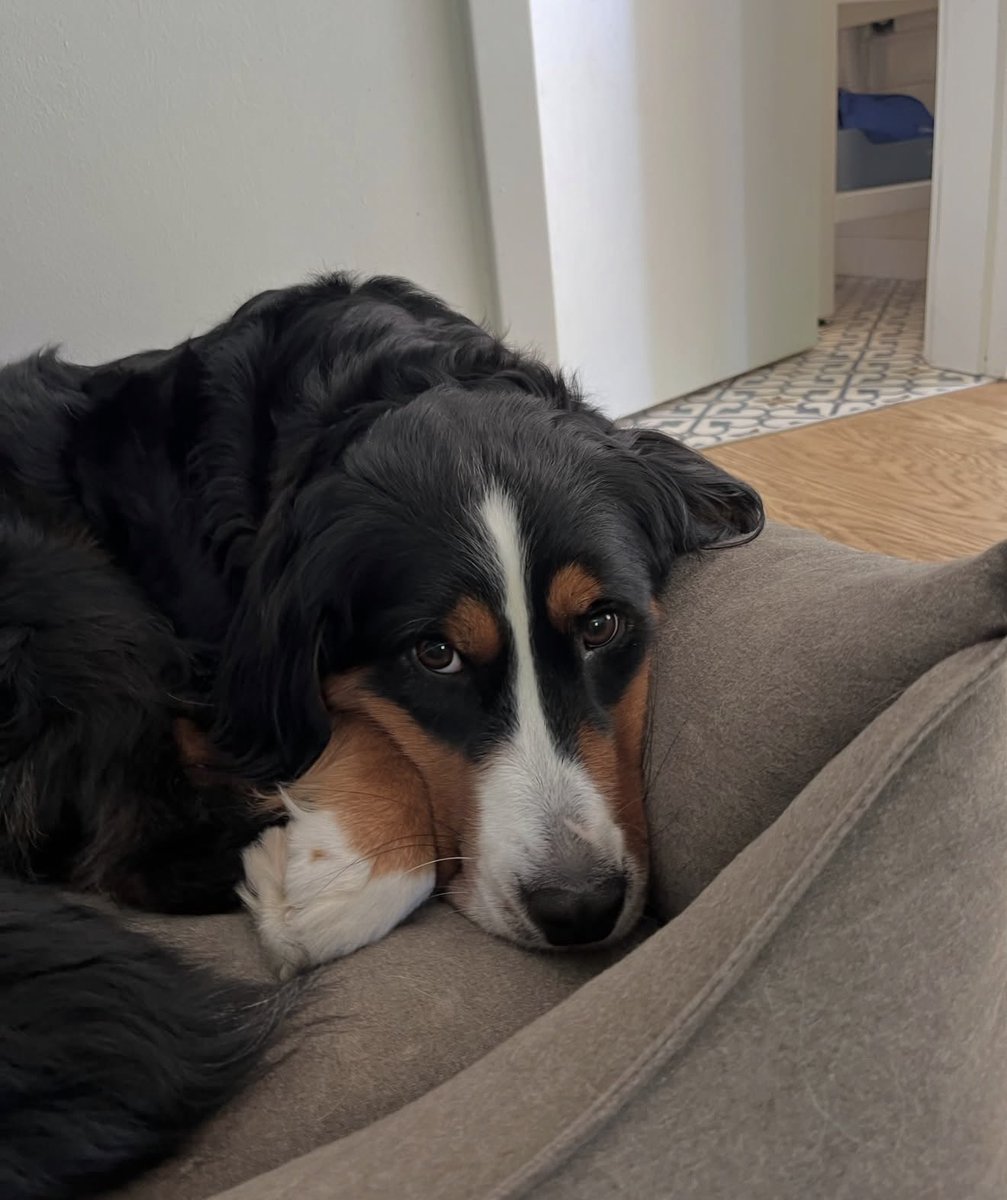 konjos's tweet photo. Na području Šestinskog dola se izgubio pas po imenu Suki. Na sebi ima ogrlicu i broj telefona, molim vas za RT i pomoć 😞😞 https://t.co/PryWE8MtiE