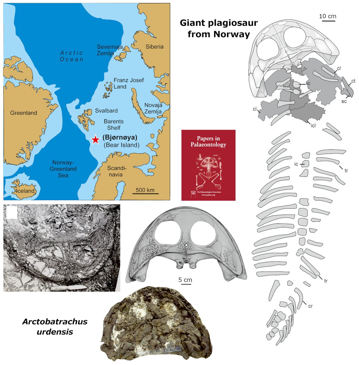 ThePalAss's tweet photo. A giant plagiosaurid temnospondyl from Bjørnøya (Svalbard, Norway) &amp; the origin of the plagiosaurid body plan https://t.co/CCjlbhMz8R #PapersinPalaeontology https://t.co/vKPIPfgTnk