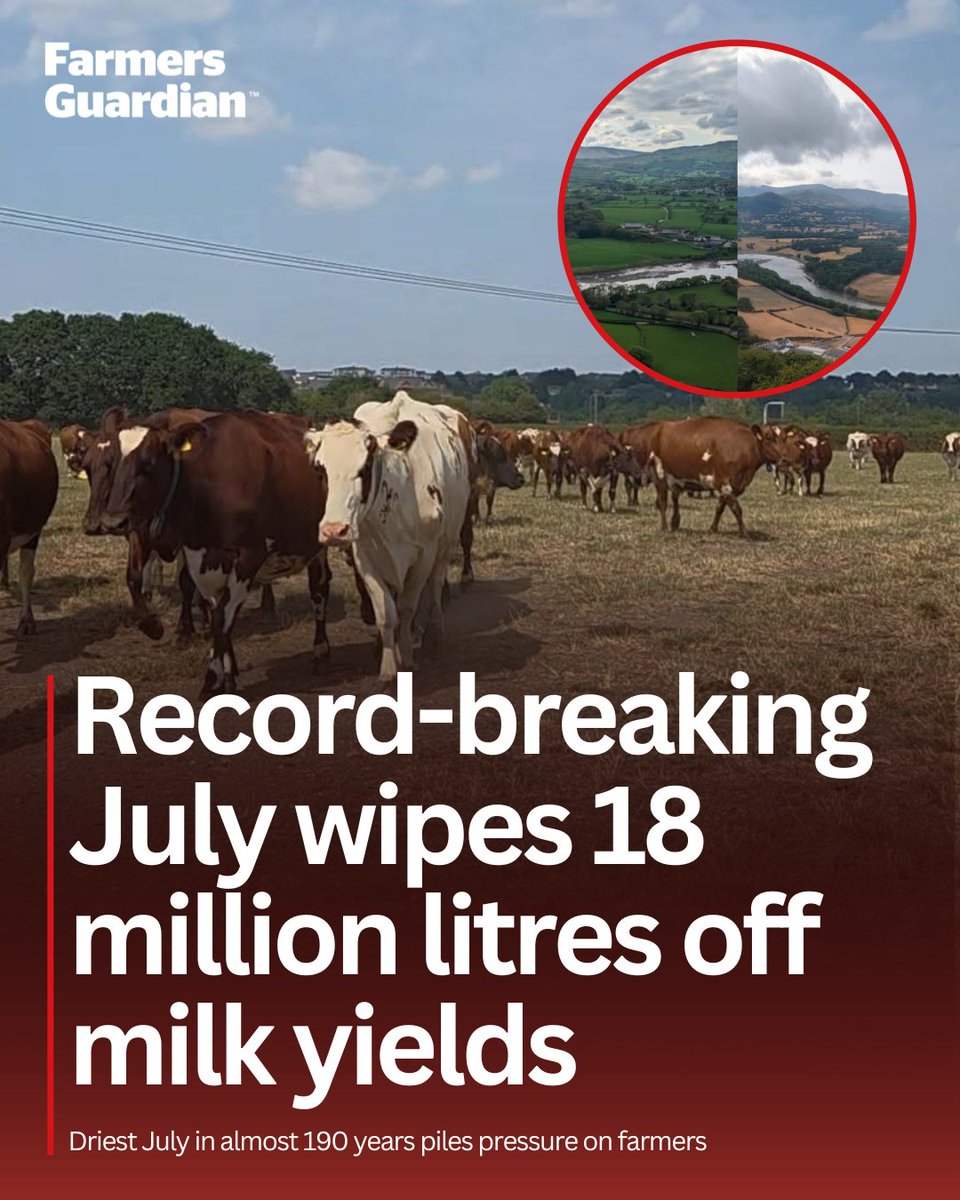FarmersGuardian's tweet photo. 18.5 million litres of milk have been wiped off UK dairy production as the driest July in almost 190 years takes its toll. 🐄🚨

With grass growth collapsing, many farmers have already started feeding winter forage, while concerns grow over higher feed costs, tighter supplies and another difficult season for both dairy and arable businesses...

READ MORE: https://t.co/Ta9QlFlkMT