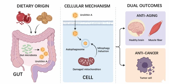 agingdoc1's tweet photo. The microbiome-mitochondria axis: the context-dependent role of urolithin A in aging and cancer via mitophagy

"... a microbiome-dependent mitochondrial modulator whose effects depend on biological setting..."

https://t.co/V1xqyg4qDn https://t.co/zLEipUMSnL