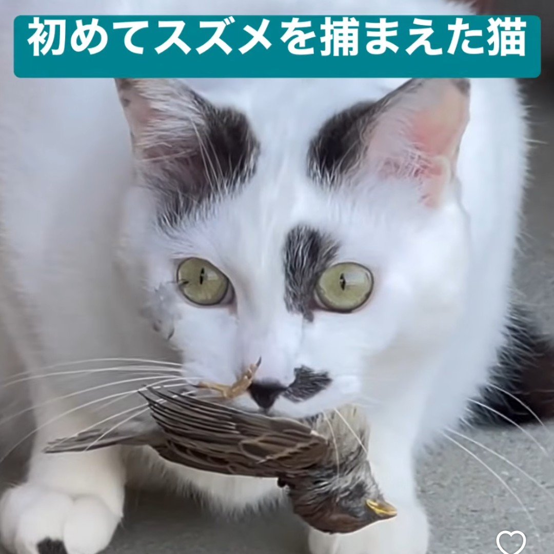 yowatan7's tweet photo. YouTubeで「猫 お土産」と調べれば、猫の飼育モラルがどれだけひどいか分かる

野良猫だけでなく、飼い猫が希少な野生動物を遊び半分で狩り、その様子を自慢する動画もかなり出てくる。

さらに、野生動物との接触が原因で病気に感染した可能性がある飼い猫の例もあるようです(続く https://t.co/gnkjzfdwHl