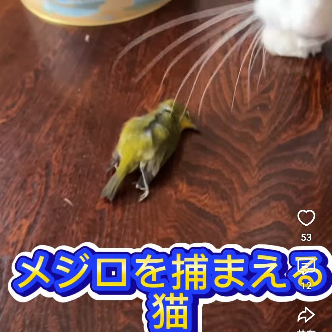 yowatan7's tweet photo. YouTubeで「猫 お土産」と調べれば、猫の飼育モラルがどれだけひどいか分かる

野良猫だけでなく、飼い猫が希少な野生動物を遊び半分で狩り、その様子を自慢する動画もかなり出てくる。

さらに、野生動物との接触が原因で病気に感染した可能性がある飼い猫の例もあるようです(続く https://t.co/gnkjzfdwHl