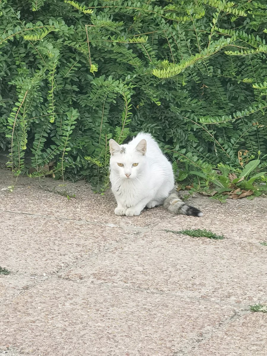 LukicAda's tweet photo. Ova maca je ispred instituta Kamenica, vrlo je mršava i povređenog repa ali je jako umiljata. Molim vas ko je blizu i može da joj pomogne.. Ako idete gore ponesite granu za nju.
#cao https://t.co/mQPZuW99US