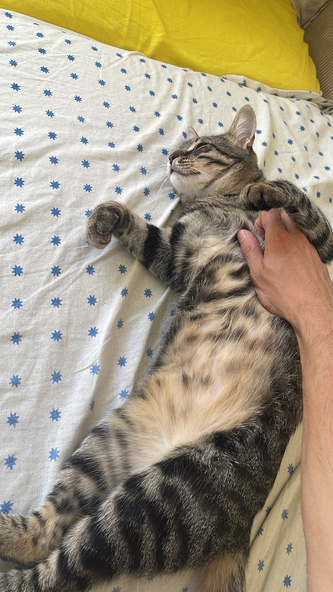 batununkedisii's tweet photo. Etrafta Küçük için hic hesap açılmamış eksiği kapatmaya geldik !!! https://t.co/lwNOKannko