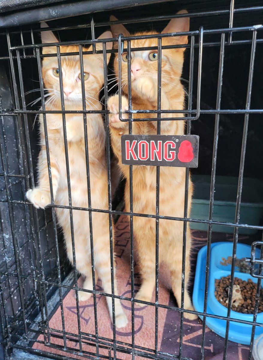 dieworkwear's tweet photo. Bay Area friends: would you consider opening your home to these two cuddly cats? A friend found them behind a gas station. Their sibling, a black cat, got adopted, but it appears no one likes orange cats. They are being kept in a bathroom for the time being and need a home. https://t.co/tjqoKsf5NY